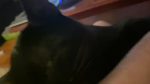 Crazy kitty attack