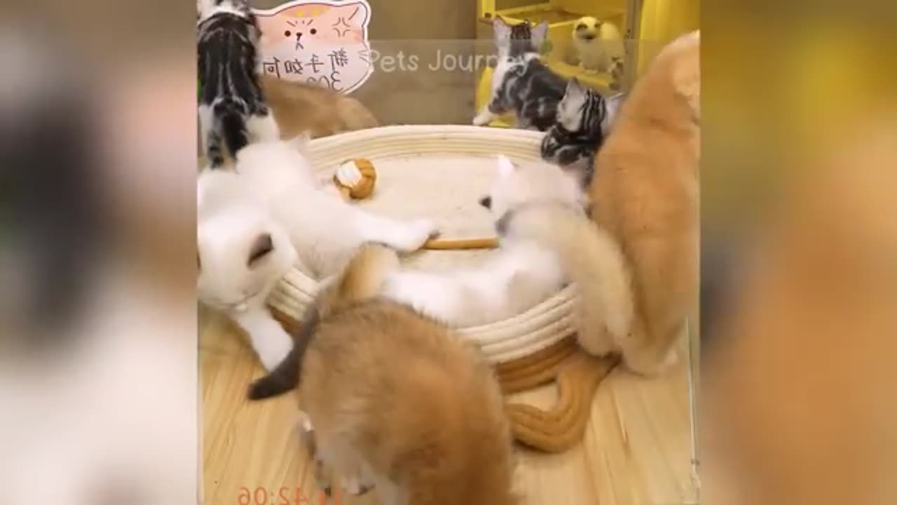 cute funny animal videos cute funny animal videos