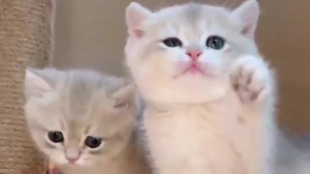 The tacit understanding of twins is natural