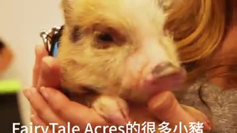 Pigs go yoga🥰