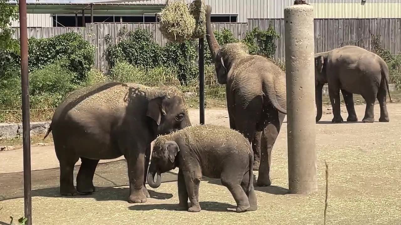 Amazing and wonderful elephant animal and with small baby