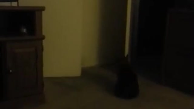 Caesar the wind up dog!