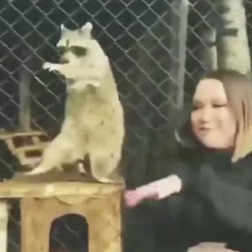 Copy Cat | Cat Dance With Girl | Cat Dance | Animals Axis