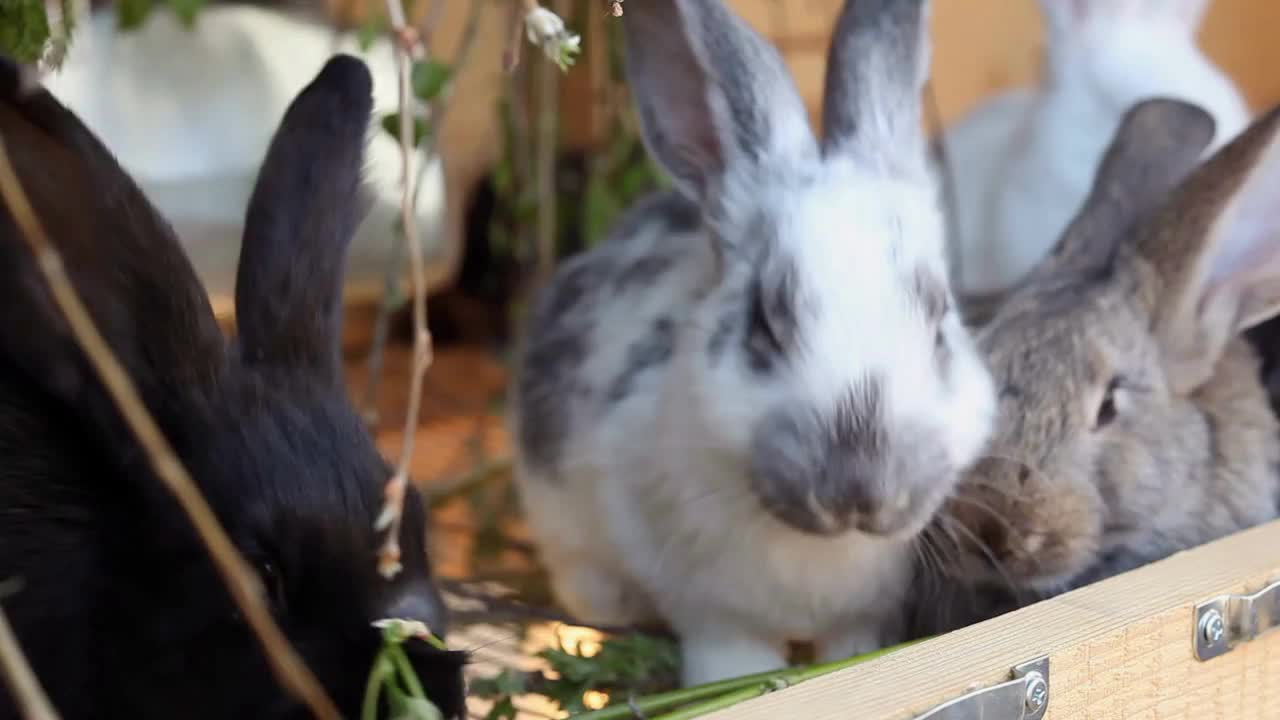 Baby Rabbits Eating Greenery. Little rabbits in their hutch eating green branches of young trees