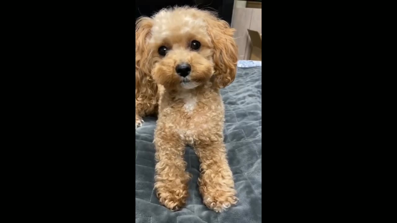 Sweet cute 🐶🐕 funny dogs