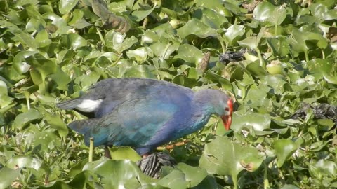 Feathered Feast: Bird Dining by the Lake