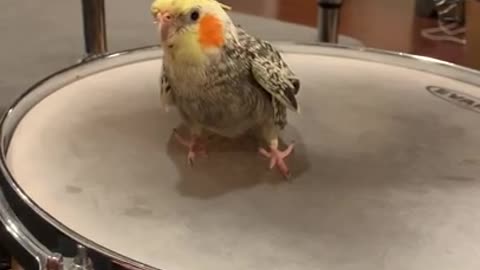 Cockatiel First Drum Lesson