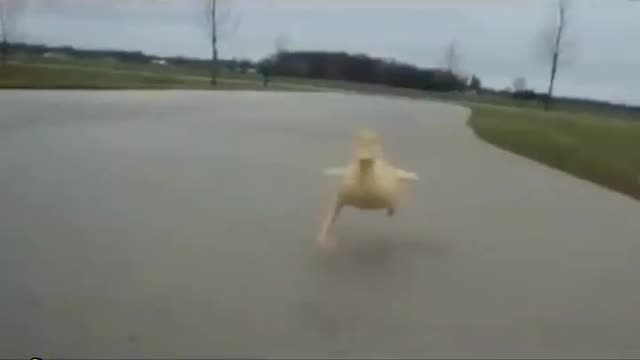 Kamikaze