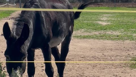 Donkey Smiles For The Camera