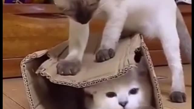 Cat packing her baby in a box for fun