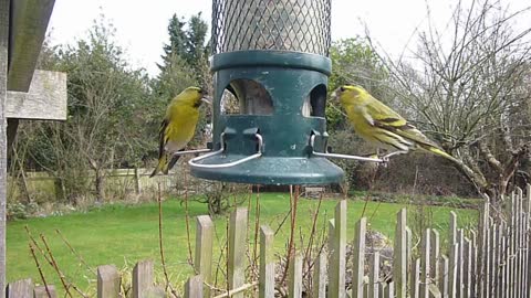 Help for the good of birds