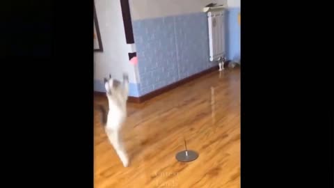 Cute Cat playing with toy in a very funny way