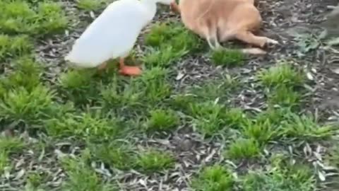 Laugh Attack: Hilarious Animal Antics That Will Have You ROFLing!