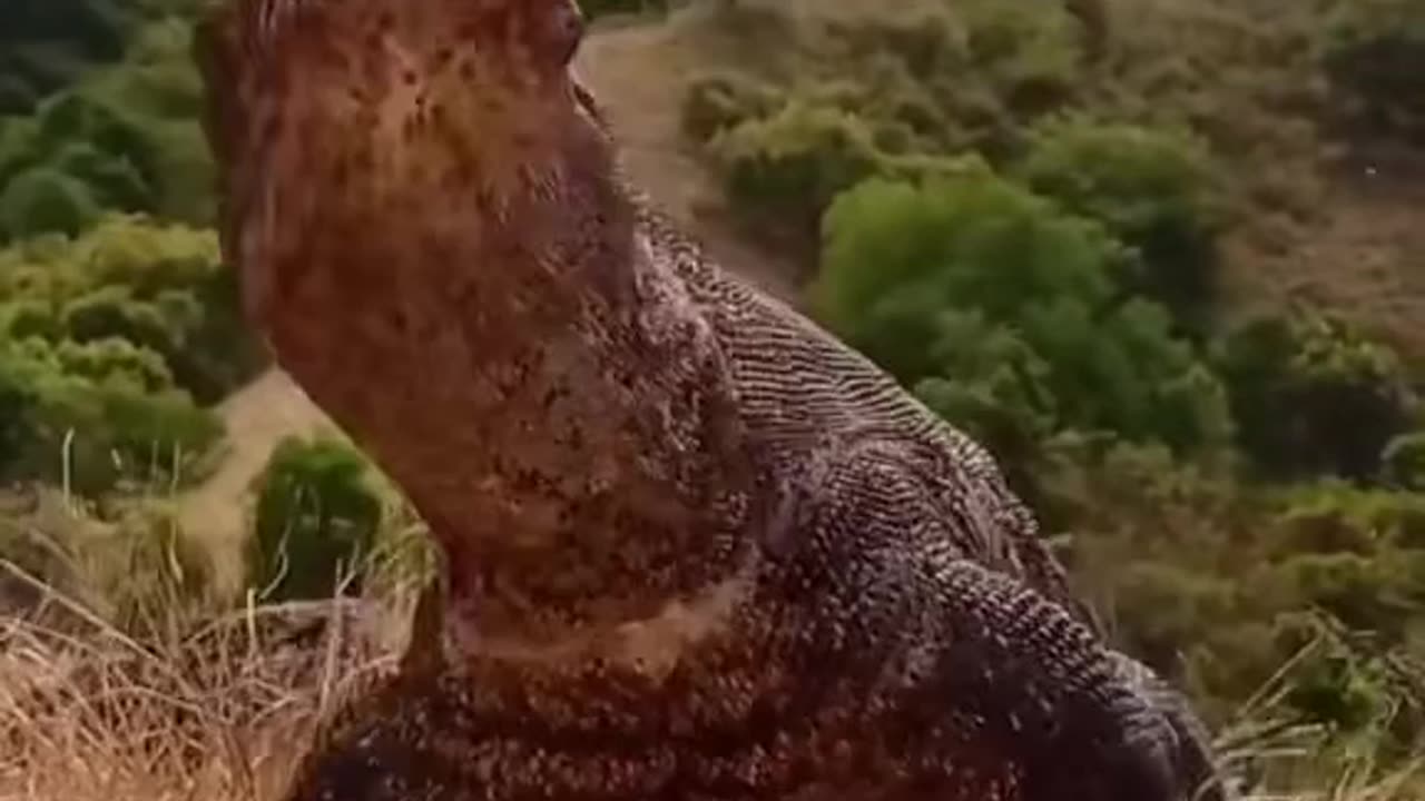 Komodo Dragons are insane!