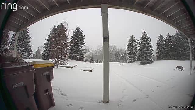 Rambunctious Doggo Steals and Chews Porch Package