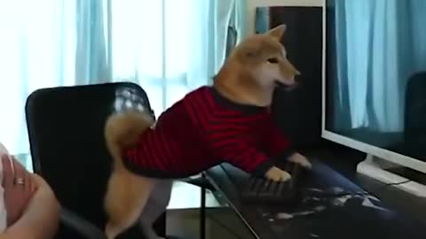 Don't_ stop_a_ smartest_ dog_ playing_with_video_games