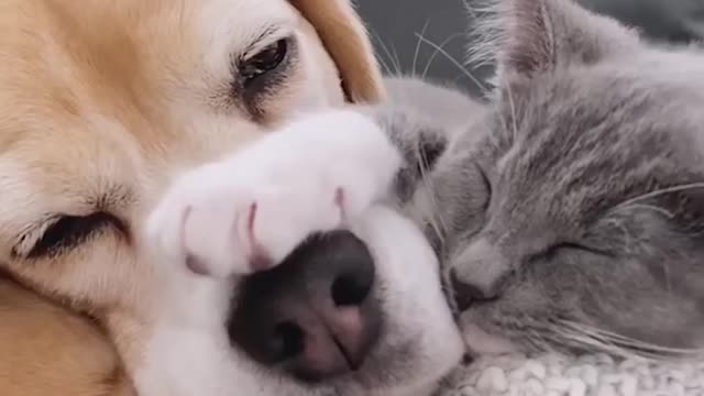 How to make peace between an elegant cat and a beautiful dog