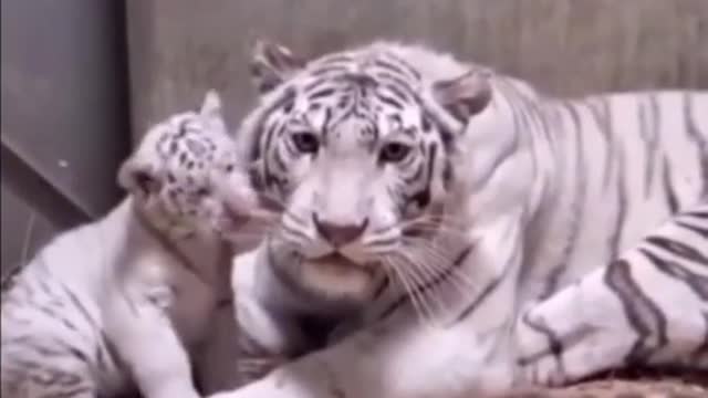 Cute tiger baby funny videos