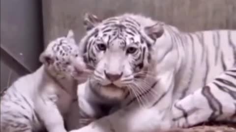 Cute tiger baby funny videos