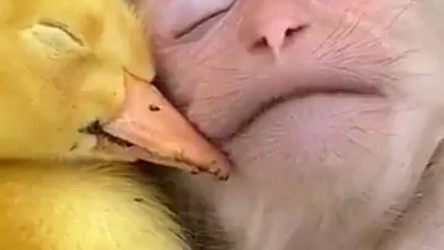 Top videos