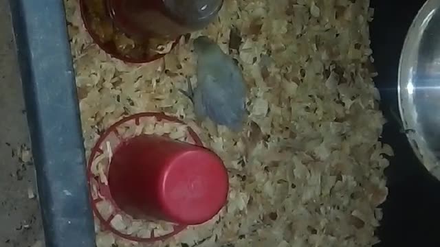 Chicks in a brooder Part 22