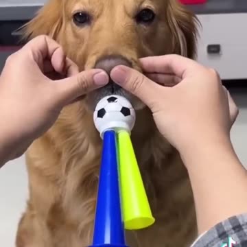 Funny dogs to make your day better #relaxmydog #funny #dogs #funnydogs #compilation