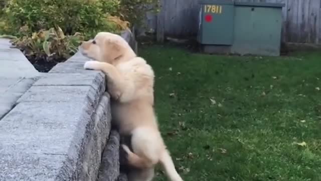 Funniest & Cutest Labrador Puppies- Funny Puppy Videos