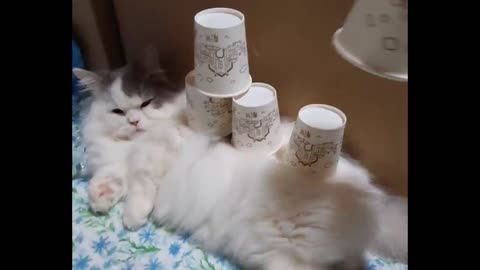 Cup tower on the cat