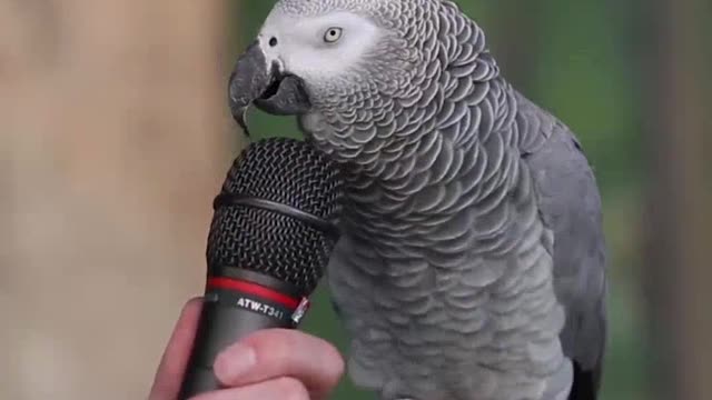 Talking Parrot-talented parrot