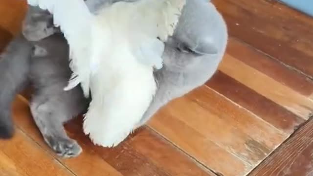 When you have a duck and cat, they be like..