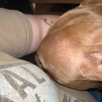 Pit bull terrified of the rain