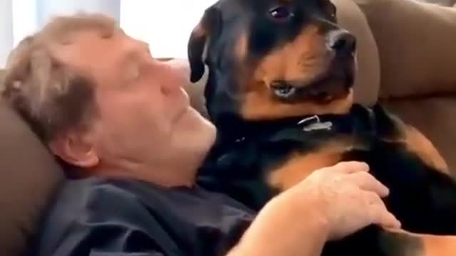 Rottweiler funny video | funny dogs video