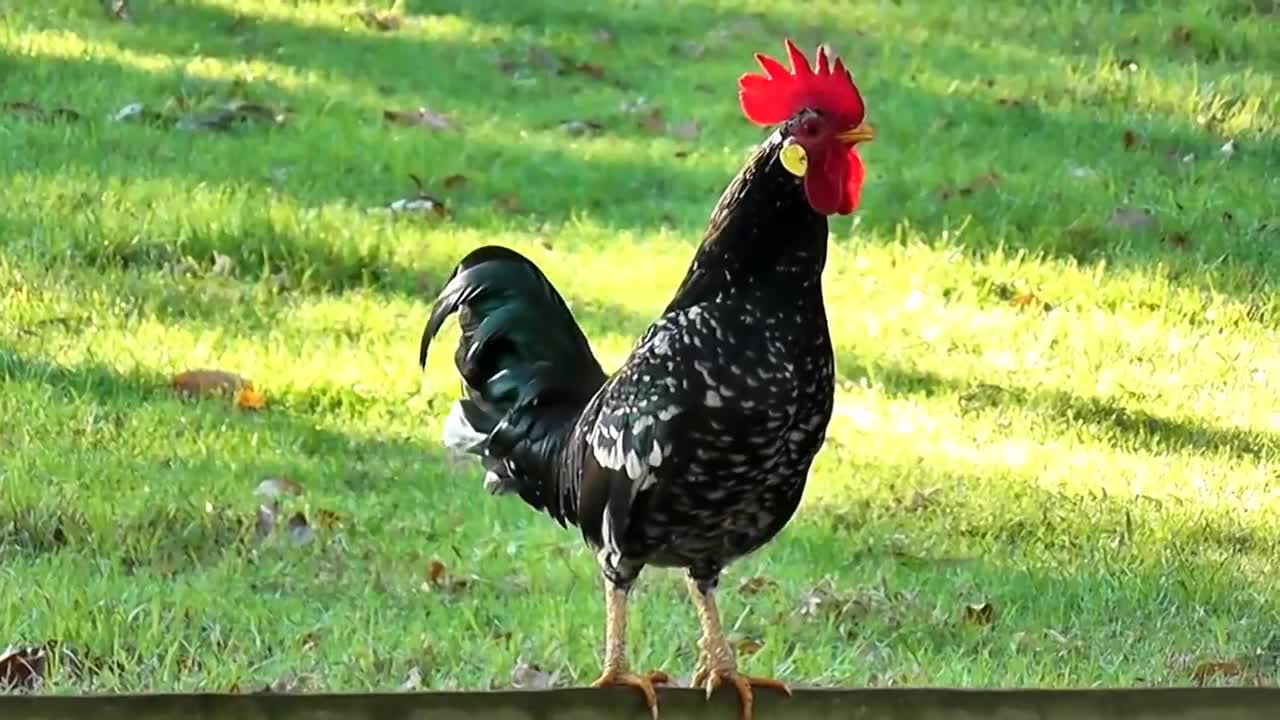 Rooster Crowing Compilation Pluse - Rooster Crowving sounds effect