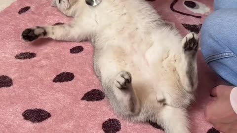 Favorite_food_can_create_a_miracle_💫_#cat_#cats(1