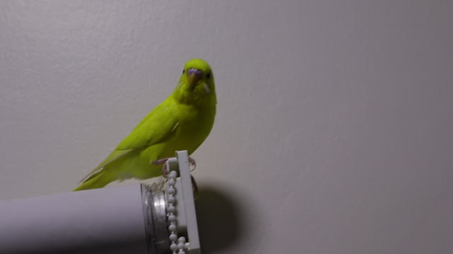 Watch a yellow canary bird