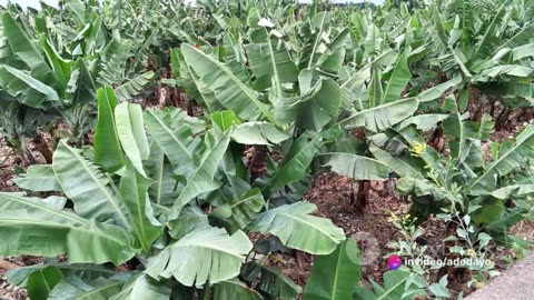 The Genetic Twist: Why Bananas are Modified