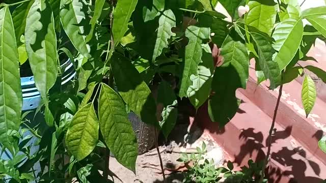 First Vermicompost harvest