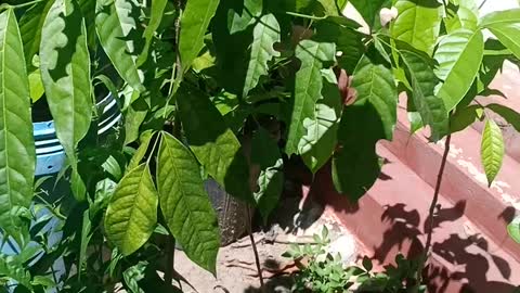 First Vermicompost harvest