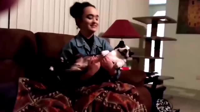 funny animal videos 2022 😂 - best dogs and cats videos 😺😍 #16 - animal network animal network