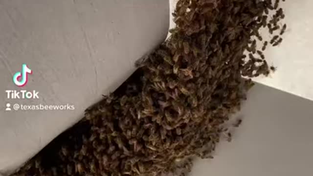 Careful way of removing bee colony