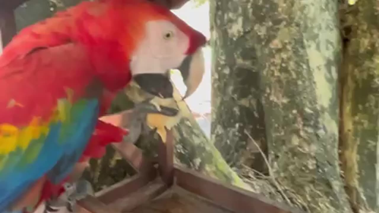 Brazil: André and Valda Sateré-Mawé tribe have a pet macaw