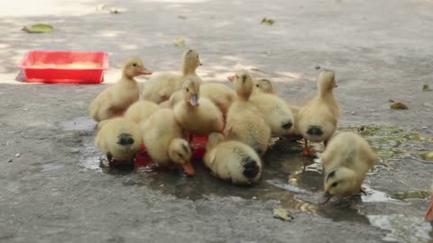 Beautiful duck baby drinking water so cute pet animal love