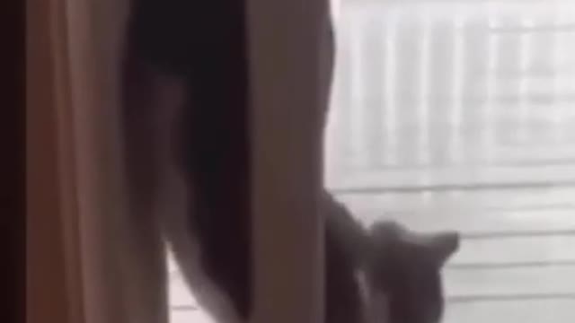 Funny animals 😄