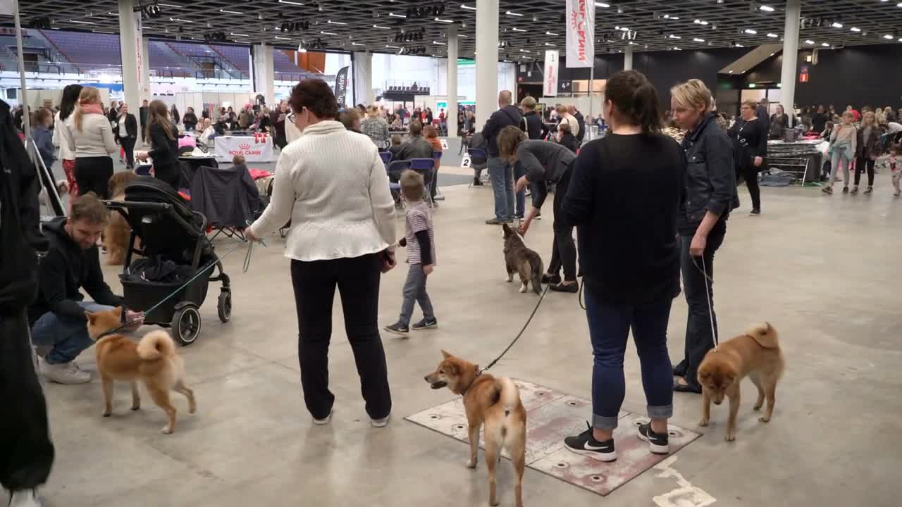 Pet owners and their dogs at a dog show during big fair Pet Friends in Messukeskus Expo Center