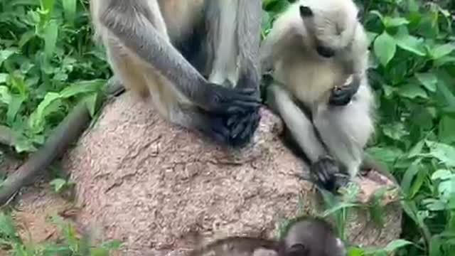 Monkeys play in forest with other monkeys