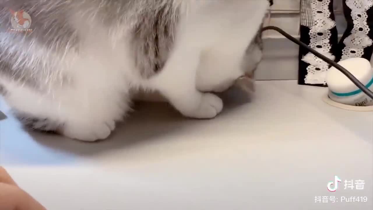 πCute And Funny Pets ππ Mascotas lindas y divertidas π 35