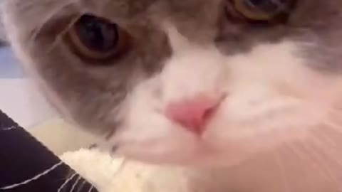 Meowing cat
