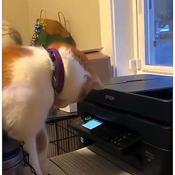 Funny Puppys And Pussy Cats Videos 2025 😅