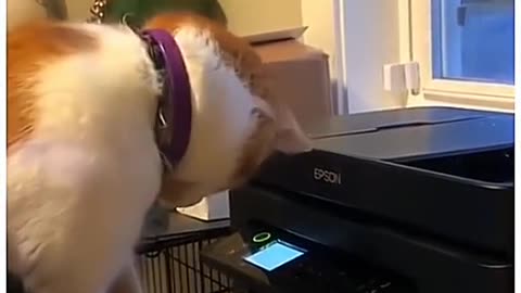 Funny Puppys And Pussy Cats Videos 2025 😅
