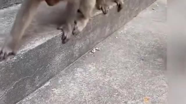 monkey | monkey funny video